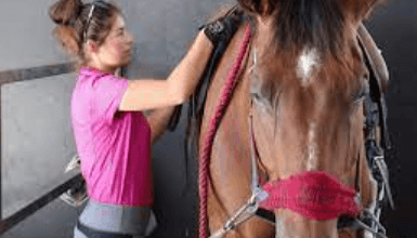 Top Tips for Everyday Horse Care