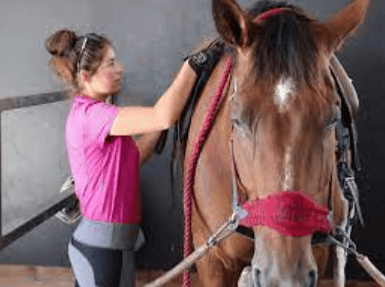 Top Tips for Everyday Horse Care