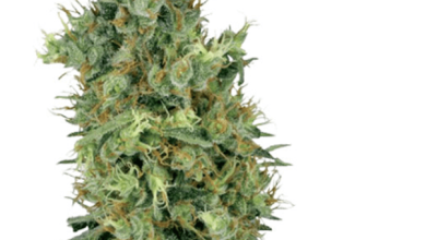 Blow Out the Candles: Best Birthday Cake Kush Feminized Seeds