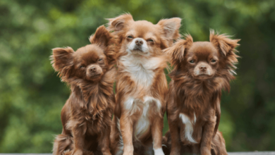 How to Take Care of a Chihuahua