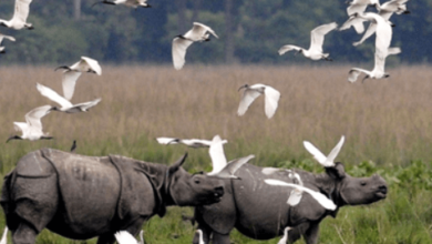 Kaziranga National Park