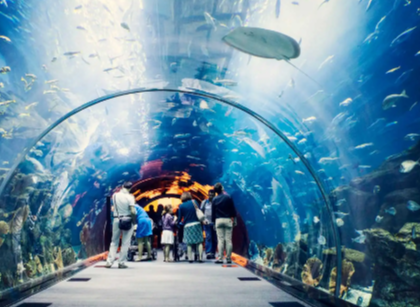 Exploring the Wonders of the Dubai Aquarium