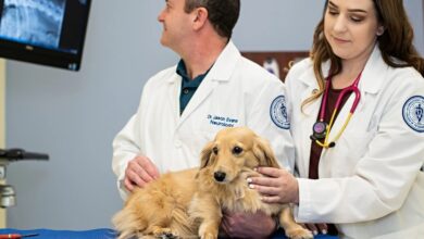 Veterinary School In Arizona