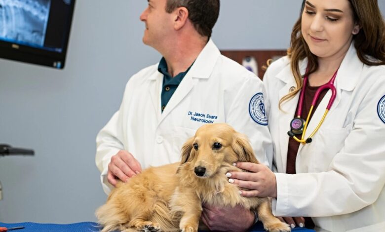 Veterinary School In Arizona