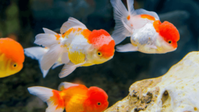 Understanding the Mystery: Why is My Goldfish Turning Black
