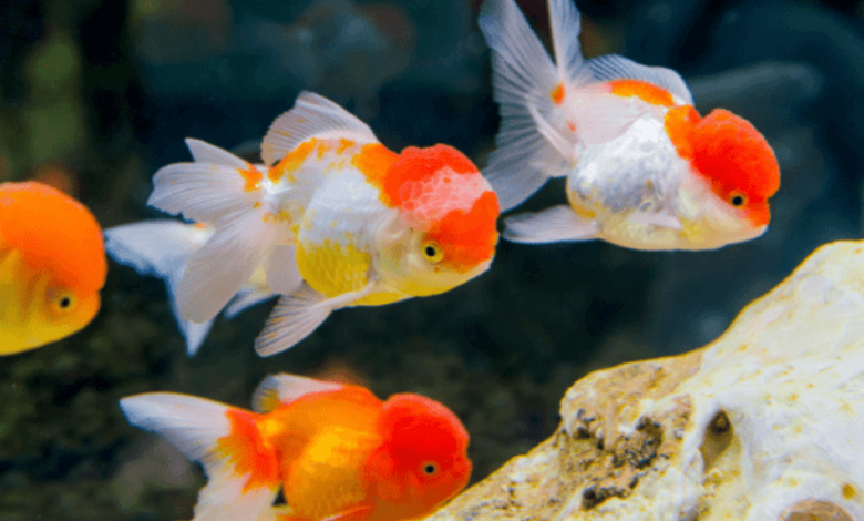 Understanding the Mystery: Why is My Goldfish Turning Black